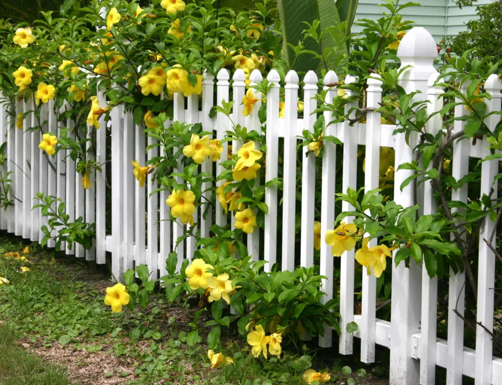 Top Rated Fence & Gate Features Beautifying your fence British Standard Fence